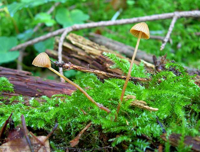 La Flora fungina negli aspetti microclimatici subtropicali